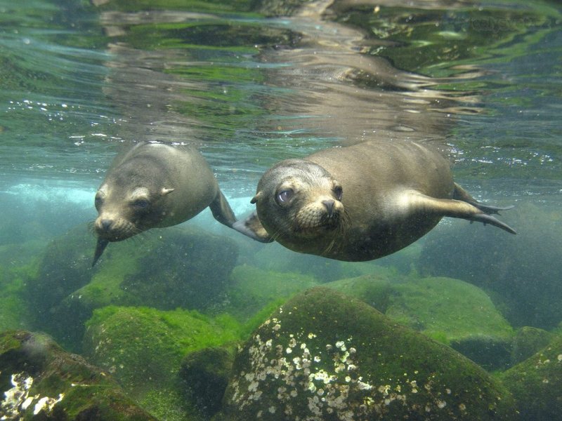 Foto: Galapagos Sea Lion Pair, Hood Island, Galapagos Islands, Ecuador