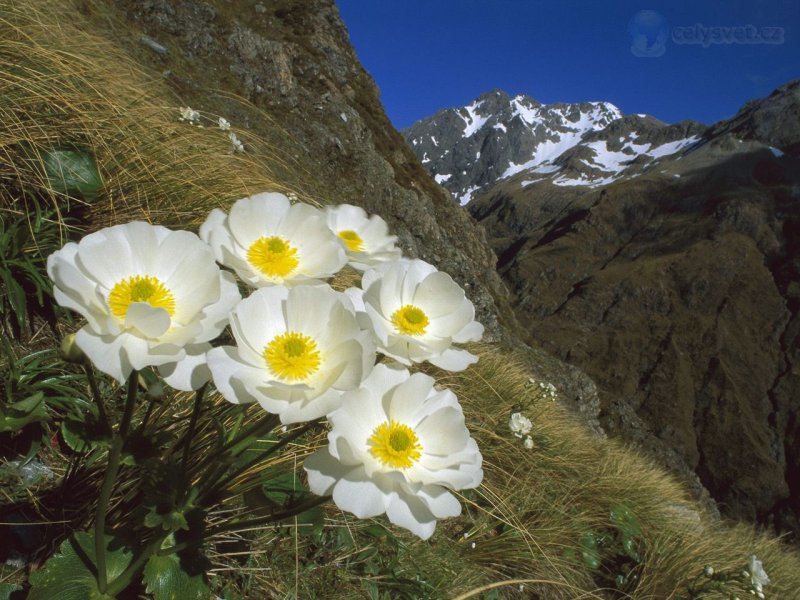 Foto: Mount Cook Buttercup On Mount Rolleston, Arthurs Pass National Park, New Zealand