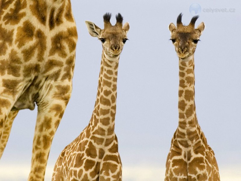 Foto: Two Newborn Giraffe, Masai Mara, Kenya