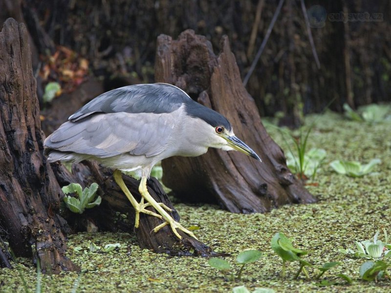 Foto: Black Crowned Night Heron Fishing, Corkscrew Swamp Sanctuary, Florida